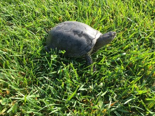 Obraz premium the turtle looks out from under the shell and slowly crawls on the green grass