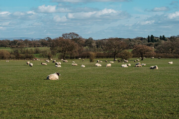 Fototapeta premium Sheep and lamb in the field