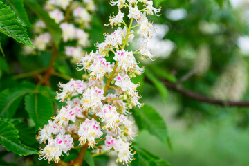Foliage and flowers of chestnut. Blossoming chestnut tree. Chestnut flowers