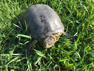 Obraz premium the turtle is slowly crawling on the green grass