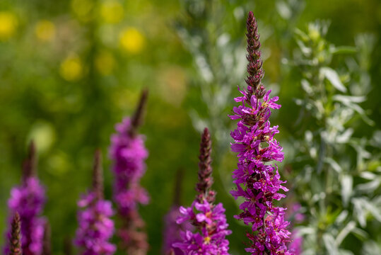 One sharp purple flowering stem of purple loosestrife, lythrum salicaria, in the foreground, several purple flowering stems out of focus in the background, shallow depth of field, selective focus
