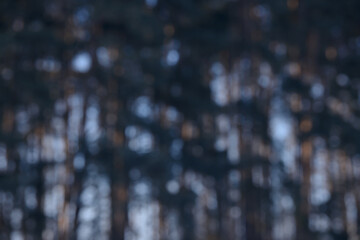Beautiful soft forest bokeh background. Defocused wild nature wallpaper. Blurred natural abstract image of sky and trees colored with sunlight.