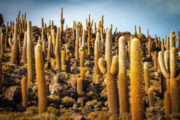 cacti, island of incahuasi, salar de uyuni, salt flats, bolivia