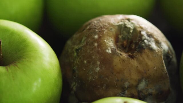 Hand takes away moldy rotten apple away, spoiled fresh produce. GMO