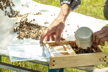 Beekeeper holding a small Nucleus with a young queen bee. Breeding of queen bees. Beeholes with honeycombs. Preparation for artificial insemination bees. Natural economy. Queen Bee Cages