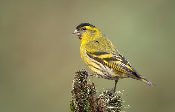 Siskin ( Carduelis spinus ) bird close up