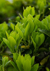 juicy green young leaves in spring