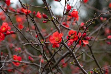 red flower on a branch close-up