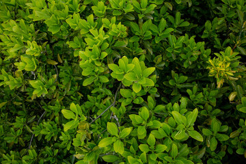 juicy green young leaves in spring