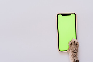 cat paws on chromakey screen of a mobile phone. modern technologies. social networks in the modern...