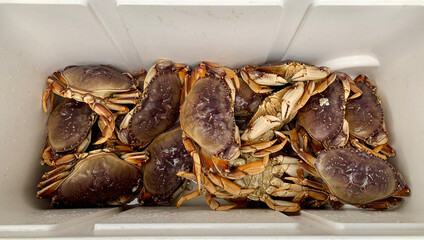 Ice chest full of live crabs. 