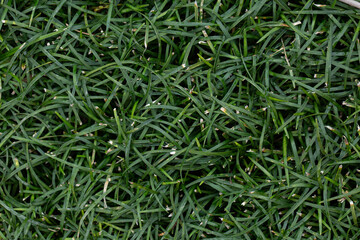 grass close up