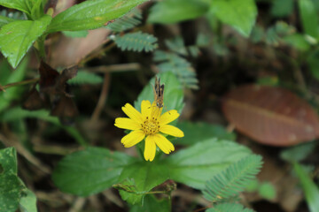 Common grass dart butterfly feeding nectar from tickseed flower