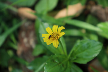 Closeup of a sting less bee collecting nectar from a yellow tickseed flower