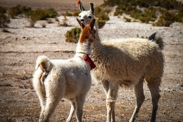 wild llamas, altiplano, bolivia, 