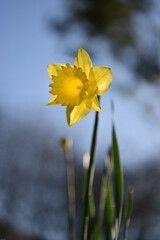 Fototapeta premium Daffodil