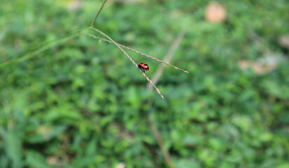 A red beetle with black dots sitting on a grass inflorescence