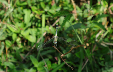 Sharp focused view of the front of a dragonfly with blue and red eyes on a dry branch