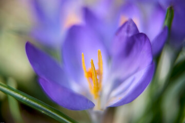 Crocus