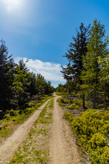 Fototapeta na wymiar Long mountain trail in Jizera Mountains with high trees around