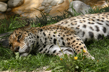 Fototapeta na wymiar leopard resting on the grass