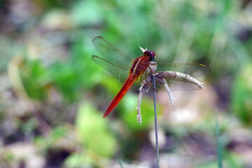 Dragonfly