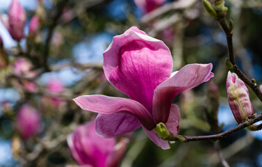 Beautiful branch of pink purple Magnolia Soulangeana Verbanica flower in spring Arboretum Park...