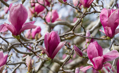 Beautiful branch of pink purple Magnolia Soulangeana Verbanica flower in spring Arboretum Park Southern Cultures in Sirius (Adler) Sochi. Large magenta magnolia flowers. Selective close-up focus