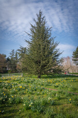 Gennevilliers, France - 02 27 2021: Chanteraines park. Nature in bloom in spring season. Carpet of yellow daffodils and the green conifer