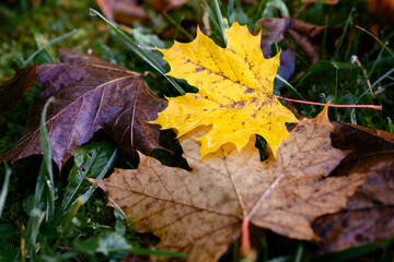 Colorfully colored maple leaves in autumn.