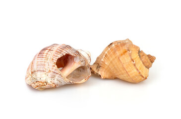 Natural sea shells isolated on a white background