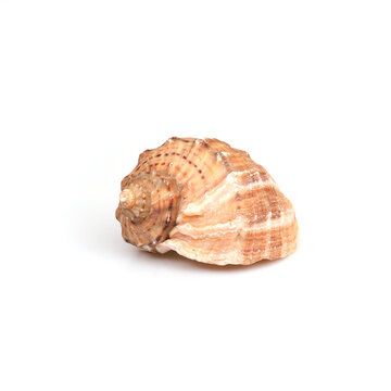 Natural sea shell isolated on a white background