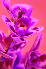 Orchid flower