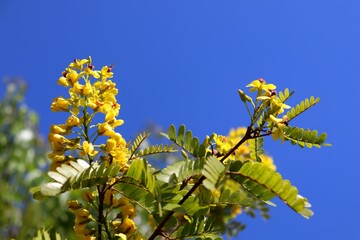 Flowers and leaves of Brazilwood (Paubrasilia echinata) with blue sky in the background. 