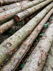 logs in the forest