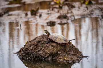 turtle in the pond