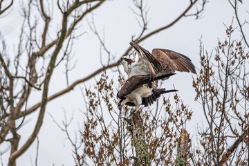 ospreys mating flight