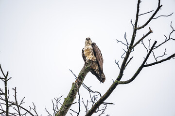 Osprey on branch