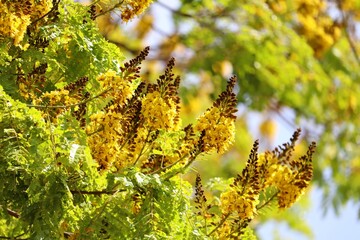 Closeup of a bloomingn Sibipiruna tree (Caesalpinia pluviosa).
