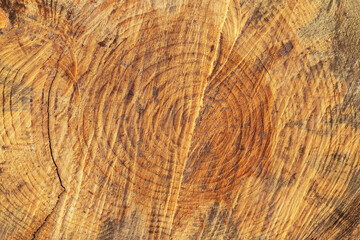 Spruce tree cut pattern. Top view - Flat lay.