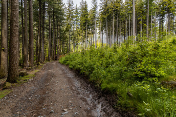 Fototapeta na wymiar Long path in Rudawy Janowickie mountains between high trees and bushes