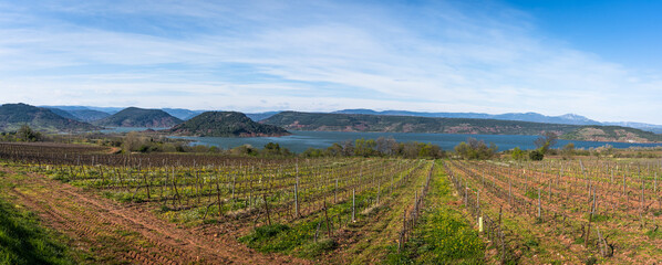 un vignoble au bord d'un lac et des collines verdoyantes