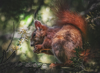 Fressendes Eichhörnchen im sonnigen Baum