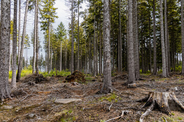 Obraz premium Big forest in Rudawy Janowickie mountains full of high old dry trees