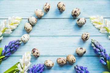 easter quail eggs in a circle and spring- blooming hyacinths on a blue wooden background - 423092498