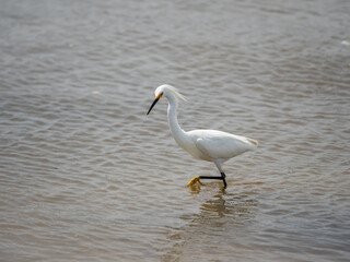 Fototapeta na wymiar Juvenile snowy egret wading in the ocean