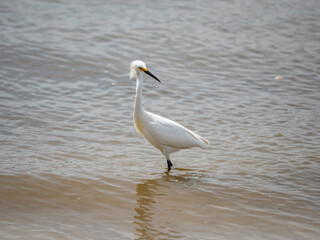 Juvenile snowy egret wading in the ocean