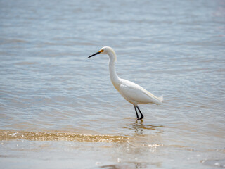 Juvenile snowy egret wading in the ocean