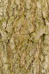 old tree bark texture