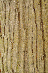 bark of a tree